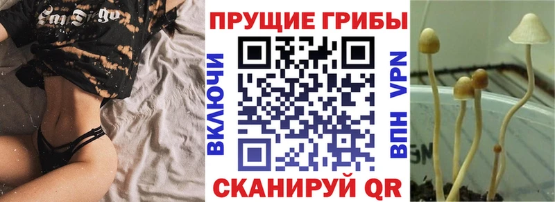 Галлюциногенные грибы Psilocybe  omg ССЫЛКА  Жуковка  где найти наркотики 